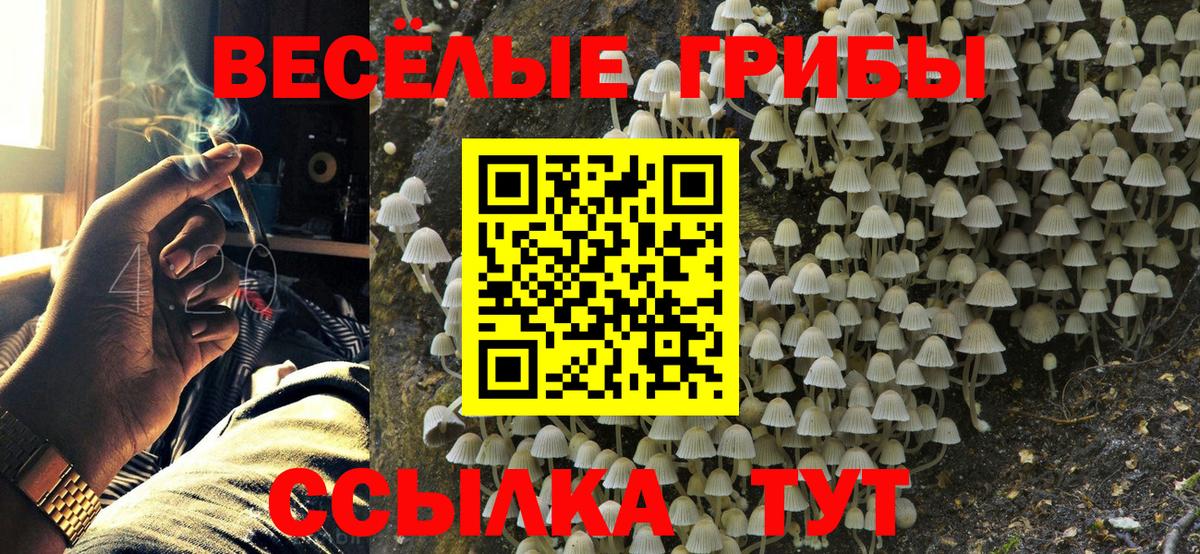 Псилоцибиновые грибы Psilocybe Воскресенск